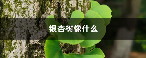 银杏树像什么，银杏图片