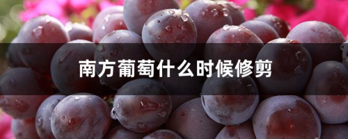 南方葡萄什么时候修剪，修剪时间和方法