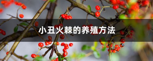 小丑火棘的养殖方法和注意事项