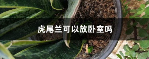 虎尾兰可以放卧室吗