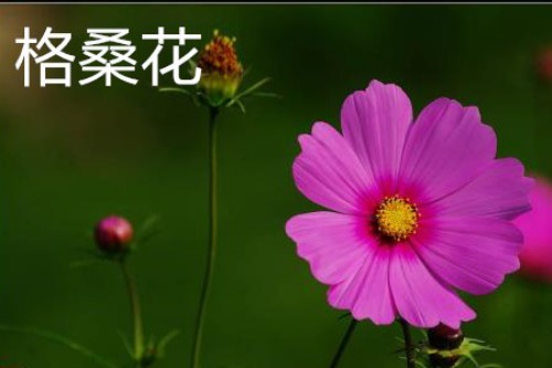 格桑花