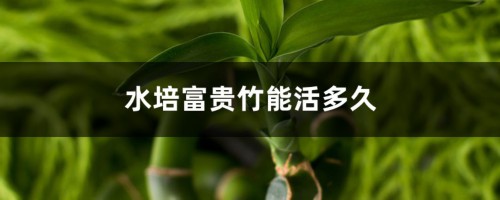 水培富贵竹能活多久，水培富贵竹多久生根