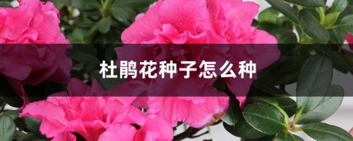 杜鹃花种子怎么种