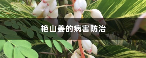 艳山姜的病害防治